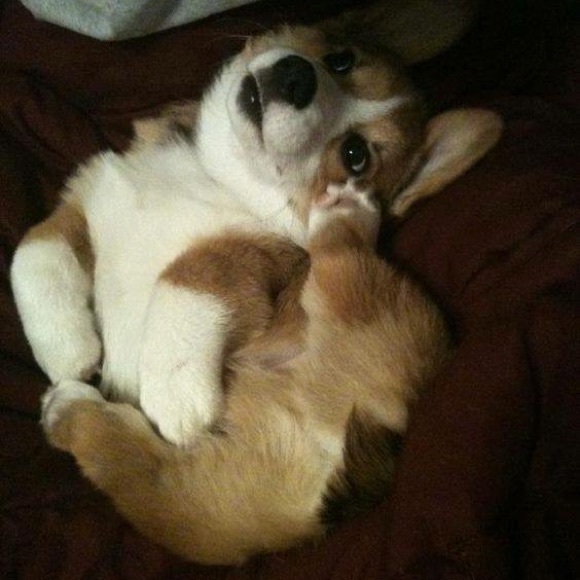 Meet your Posher, Cindy - Picture 1 of 1